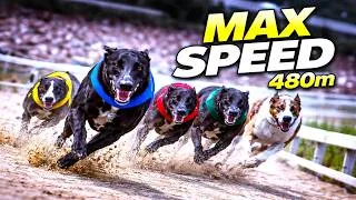 Thumbnail: Greyhound Racing – 480m at Full Speed