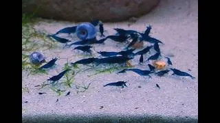 Thumbnail: Blue Dream Shrimp Grazing — 30 Minutes of Relaxing Aquarium Footage