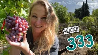 Thumbnail: Grape Harvest! + Green Manure & We finally get the rain! :D Ep 333 || Plot 37
