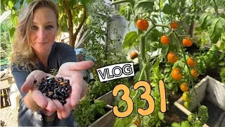 Thumbnail: August Harvests and a trip to Mr Fothergils Ep 331 || Plot 37