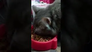 Thumbnail: ASMR cat food
