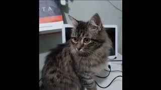 Thumbnail: athena the great kitten