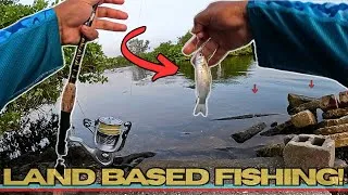 Thumbnail: Fishing Around Tampa Bay w/ LIVE BAIT! [Multiple Species]