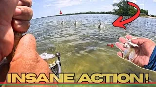 Thumbnail: EVERY BAIT got SMOKED! [Catch & Cook]