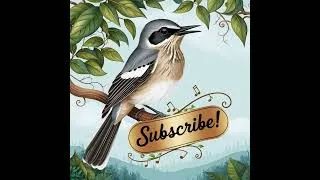 Thumbnail: Northern Mockingbird Mimicry, Adaptability, and