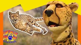 Thumbnail: 🦉 Owls vs. Octopuses! What Do They Have in Common? 🐙 | Full Episode | Animals Show for Kids