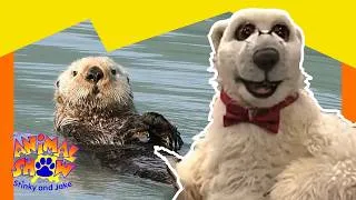 Thumbnail: 🦦 Sea Otters vs. Vultures! Why Do They Use Rocks? 🦅 | Full Episode | Animals Show for Kids