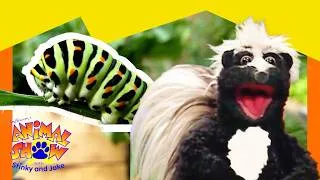 Thumbnail: 🐍 Rattlesnakes vs. Skunks! Don’t Touch the Tail! 🦨 | Full Episode | Animals Show for Kids
