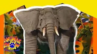 Thumbnail: 🐘 Elephants vs. African Wild Dogs! How Animals Stay Cool 🐕 | Full Episode | Animals Show for Kids
