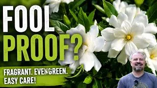Thumbnail: Fool Proof™ Gardenia – Fragrant Flowers, Evergreen Foliage & Easy Care