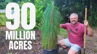 Thumbnail: Longleaf Pine: The Most Important Tree You May Not Know - Pinus palustris