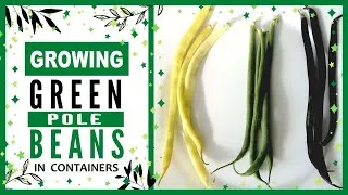 Thumbnail: Growing Green Beans in Containers | How to Grow Pole Beans in Pots