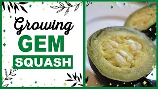 Thumbnail: Growing Gem Squash: Underrated Squash Variety | Best Tasting Squash!