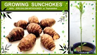 Thumbnail: Growing Sunchokes /Jerusalem Artichokes in Containers or Pots