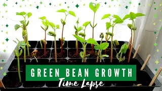 Thumbnail: Green Bean Growth Stages: Climbing French Pole Bean Time Lapse