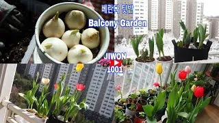 Thumbnail: 🌷🌷🌷Growing Tulips from Bulbs in the Balcony Garden | Balcony Garden.