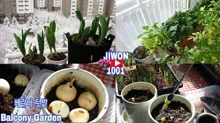 Thumbnail: Growing Tulips and Harvesting Vegetables in the Balcony Garden | Balcony Garden.
