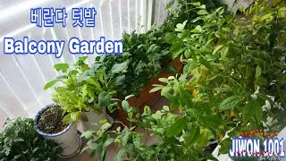 Thumbnail: Growing Vegetables in Apartment Balcony |  👩🏻‍🌾🌱 Container Gardening l Balcony Garden.