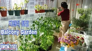 Thumbnail: Harvesting Chili, Peppers in a Korean Balcony Garden | Balcony Garden.