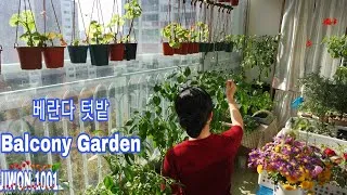 Thumbnail: Balcony Vegetable Garden l Harvesting peppers on a Korean Apartment Balcony | Balcony Garden.