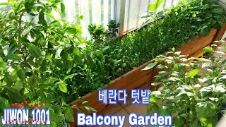 Thumbnail: Growing Vegetables on a Balcony in Korea| Gardening Tips for Beginners | Balcony Garden.