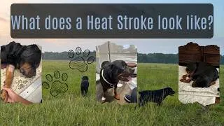 Thumbnail: My Rottweiler Suffered a Heat Stroke and ATE  - Our Experience / What does it look like?