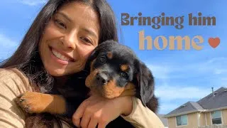 Thumbnail: Meeting My Rottweiler Puppy for the First Time | Bringing Him Home 🐾