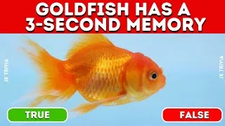 Thumbnail: True OR False Quiz Test Your Common Sense | General Knowledge Quiz - Questions and Answers - Trivia