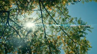 Thumbnail: LA State Historic Park | film emulation | sony fx3