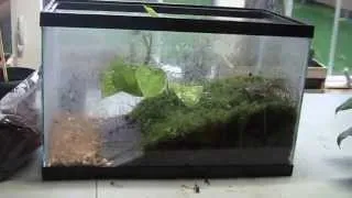 Thumbnail: How To Build a Dart Frog Vivarium - 2 - Building and Construction of Vivarium
