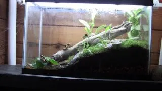 Thumbnail: How To Build a Dart Frog Vivarium - 1 - Introduction