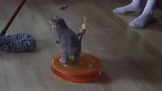 Thumbnail: World's Cutest Kitten