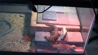 Thumbnail: How To Care For Uromastyxs - My Setup - Part 5