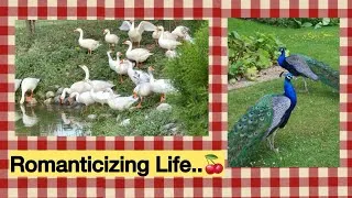 Thumbnail: Just the two of us✨| our peaceful escape🦆🦚 