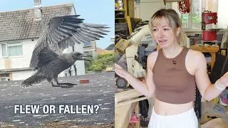 Thumbnail: Our Rescued Baby Seagull Has Gone!