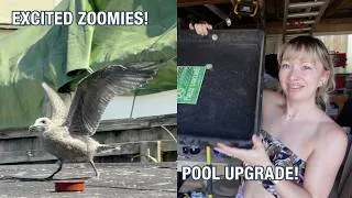 Thumbnail: Giving My Baby Seagull A Pool Upgrade! She Gets Zoomies!