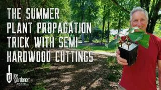 Thumbnail: The Best Time to Take Semi-Hardwood Cuttings + How to Root Them