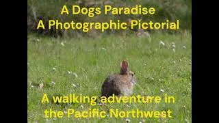 Thumbnail: A Dog Paradise Life In The PNW