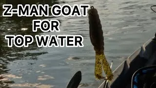 Thumbnail: Z-Man Goat for Top Water Bass!