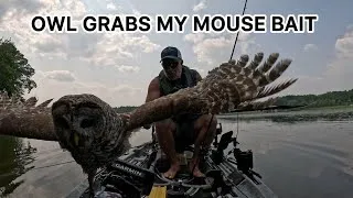 Thumbnail: This Owl Thought My Lure Was Real!