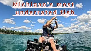 Thumbnail: Michigan’s most underrated fish! #fishing #bassfishing #kayakbassfishing 