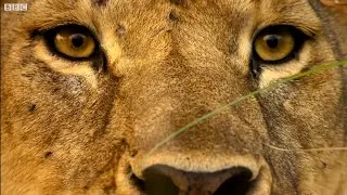 Thumbnail: Lioness V Wildebeest #Serengeti #LupitaNyongo