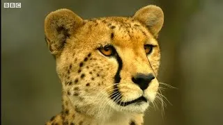 Thumbnail: Cheetahs Vs Jackals! #serengeti