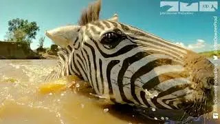 Thumbnail: Zebra Vs Crocs Vs Hippos
