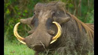 Thumbnail: Mongoose Give Warthogs Their Own Spa