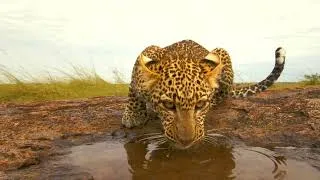 Thumbnail: Leopard Vs Mongoose...and Tortoise! #serengeti #mongoose #leopards