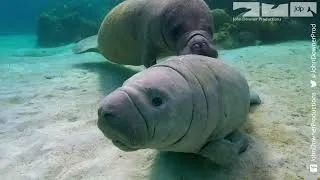 Thumbnail: Happy World Ocean Day! #WorldOceansDay