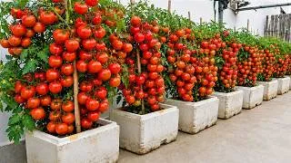 Thumbnail: Beginners, Just Use Old Styrofoam Boxes—You’ll Grow More Tomatoes Than You Can Eat!