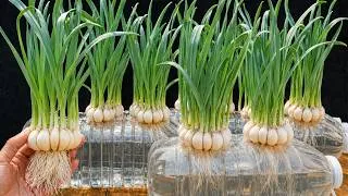 Thumbnail: Never Throw Away Old Plastic Bottles! Try Growing Garlic This Way