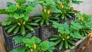 Thumbnail: I Bought 1 Zucchini at the Supermarket — And Harvested 20x More With This Method!